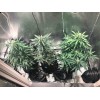 Critical Neville Haze 2.0